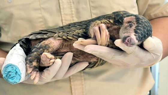 Taiwan's pangolins suffer surge in feral dog attacks