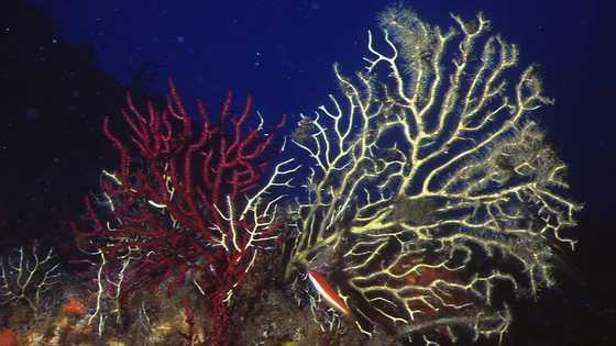 Underwater heat 'inferno' ravages Mediterranean corals