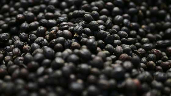 Trump signs order to lower tariffs on beef, coffee, other goods