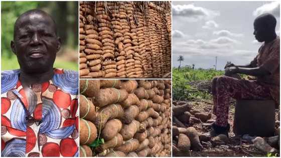 I Harvested Over 1m Tubers of Yam; Farming Is Good: Man With 7 Wives, 27 Kids