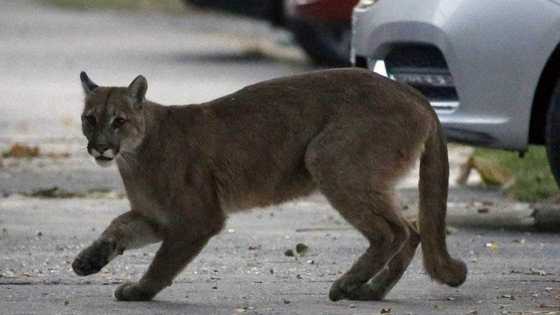Mother fights off mountain lion with bare hands to save son