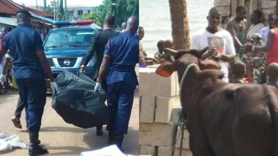Man dies on the spot after cow he stole kicked him in his private part