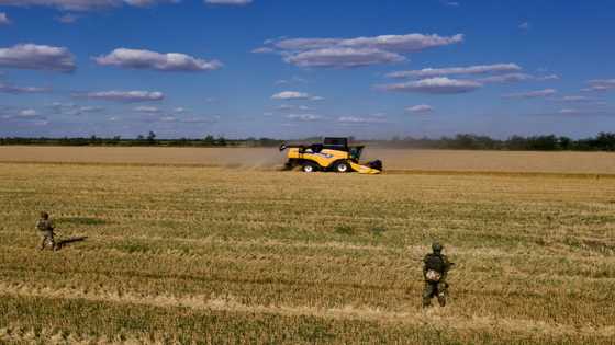 Grain prices ease back but fertiliser costs a growing risk