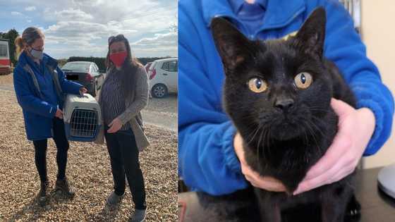 A Cat's 9 Lives: Family reunites with missing cat at adoption centre after 13-year search