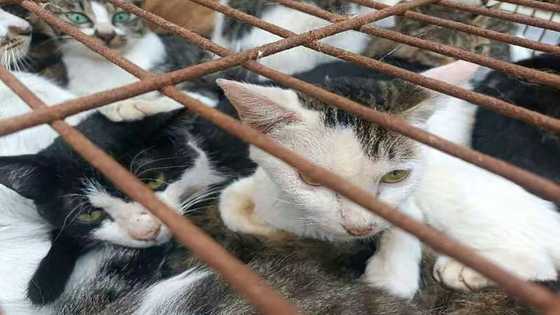 Chinese police rescue 150 cats headed for dinner tables