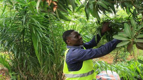 Togo battles to save forests as poverty threatens reserves