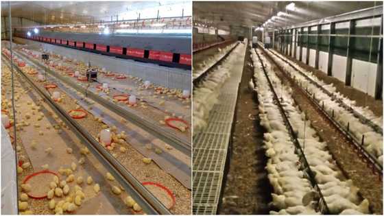 Hardworking man who is into poultry farming shows off his hustle, wows social media with his success
