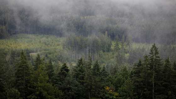 Canada to challenge latest US duties on softwood lumber
