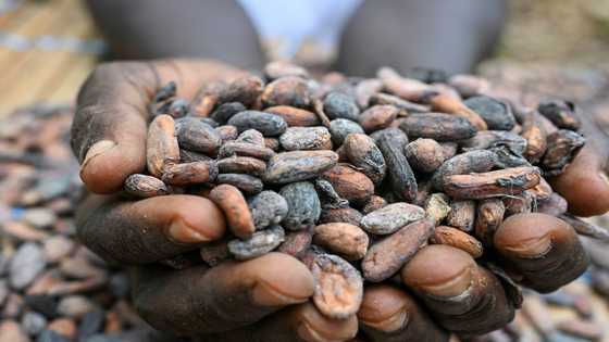 Who profits from the soaring price of cocoa?