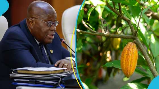 Ghana increases cocoa farmgate price by 58% but cocoa farmers, minority pissed
