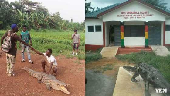People & Places: A look into Volta region's Ave Dakpa Crocodile pond with friendly crocodiles