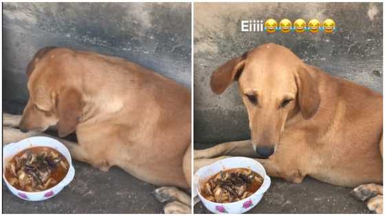 "Fufu wasn't enough so I gave him banku but he's angry" - Ghanaian lady about her dog in funny video