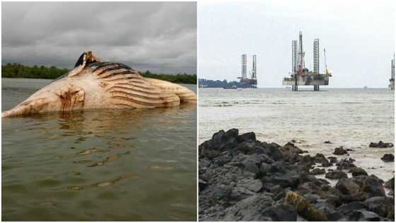 Stench engulfs Western Region town as carcass of huge whale washes ashore