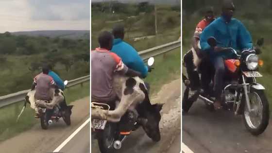 Video of 2 men riding a motorcycle while carrying whole cow causes massive stir online