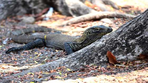 Indonesian tourism workers strike over Komodo park price hike