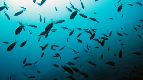 Swiss want moratorium on deep-sea mining