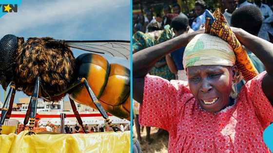 Bee attack leaves two paralysed, chief and four others hospitalised in Eastern Region