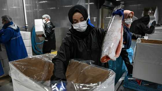'Turkish salmon': the Black Sea's new rose-coloured gold