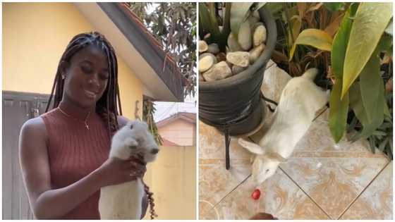 Young lady excited as she ‘adopts’ rabbit as her new child : “I named it banku”