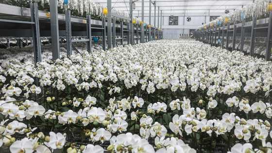 Taiwan's orchid growers dig in as US tariffs shoot up