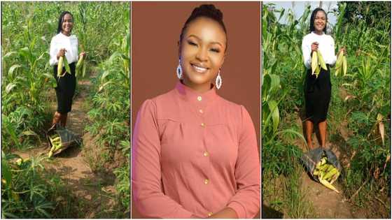 Gorgeous Law student who is into farming reaps bountiful maize harvest; shares photos