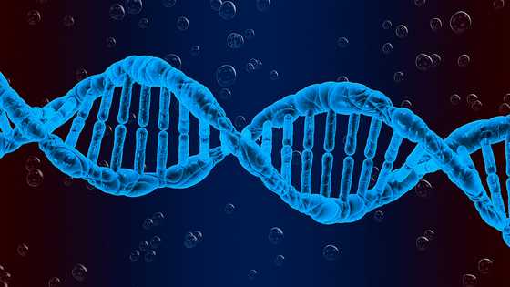 Blood type genotypes and their characteristics in human beings