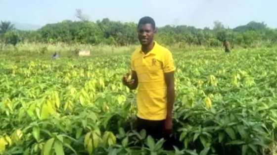 Meet 23-year-old successful mango farmer