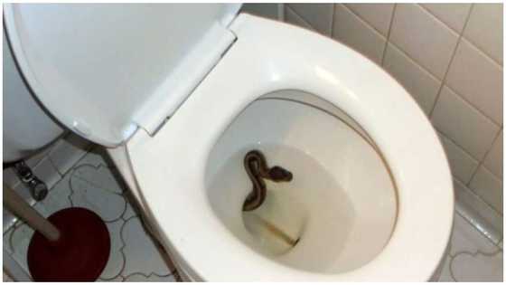 5 very effective ways to keep snakes away from your toilets completely 1 & snake prevention box