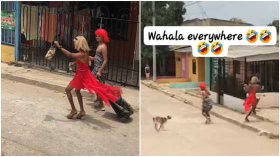 2 TikTok stars shooting skit in town for fans get chased by stray dog in video