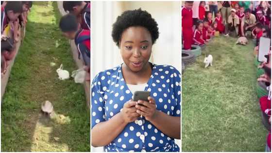 Real-life turtle vs rabbit race happens in primary school, results in viral video causes stir online