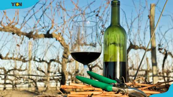 How to open a wine bottle without a corkscrew? 10 Ways to open a wine bottle