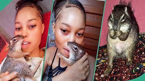 Lady who keeps squirrel as pet goes viral after sharing video holding animal, people react