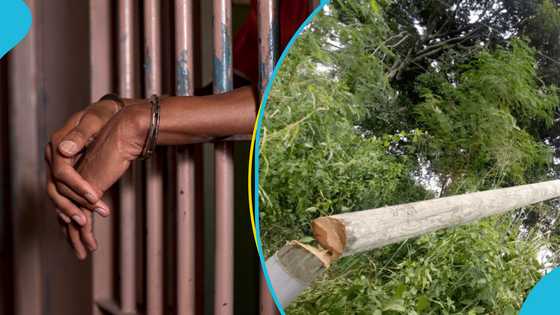 Two NPP executives in Sekyere Afram Plains arrested for allegedly stealing electricity poles