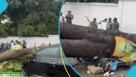 One in critical condition as tree crushes motor rider and SUV vehicle at Cantonments