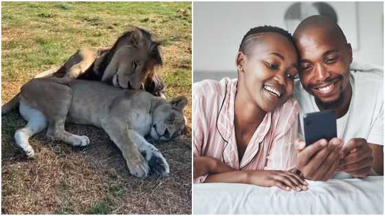 Sweet video of lions deeply 'in love' & cuddling makes single people restless on social media