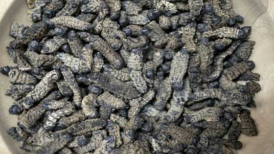 South African entrepreneur seeks to turn caterpillars into tasty snacks