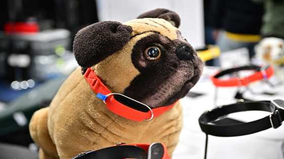 CES pet technology: Throw a dog a bone - or an AI collar