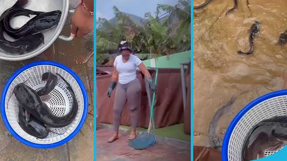Michy's catfish grow big and tall, flaunts them in video as Majesty helps out in sorting