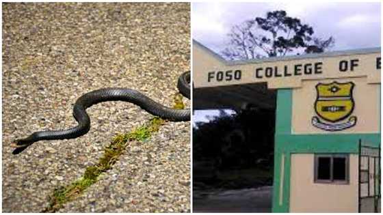 Foso Training College student in critical condition after poisonous snake bites