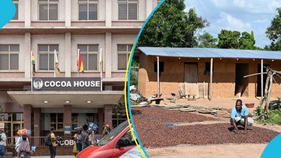 "It’s time for us to adapt": COCOBOD cancels scholarship scheme because of Free SHS