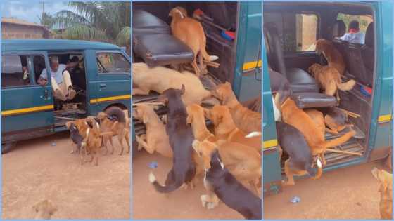 Hilarious video of ten dogs boarding trotro in Ghana goes viral: "I will get down immediately"