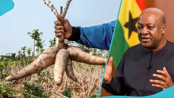 Food prices: Ghanaian man accuses Mahama of reducing farming profits, saying, “it’s not going well”
