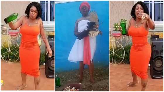 Powerful spiritualist 'reverses' Afia Schwar's Antoa curses on Chairman Wontumi, video drops