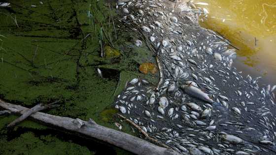 Polish firemen pull tonnes of dead fish from Oder river