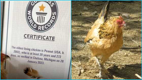 The world's oldest living chicken is 21 years old, receives certificate from Guinness World Records