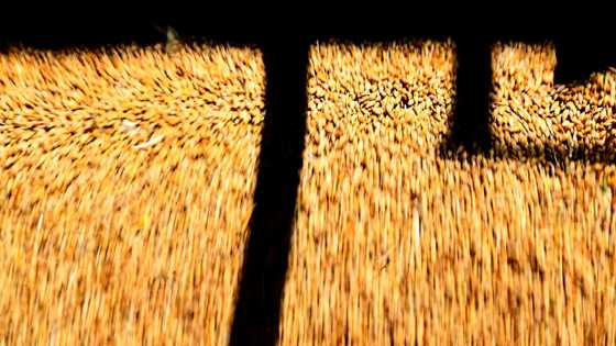 China says it will remove tariffs on Australian barley