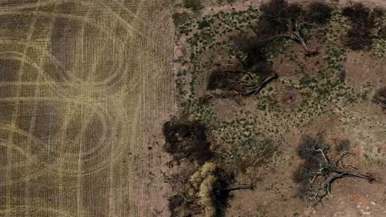 Colonists nibble at Gran Chaco, South America's other big forest