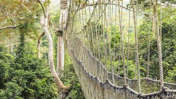 Kakum National Park contact, accommodation, entrance fees