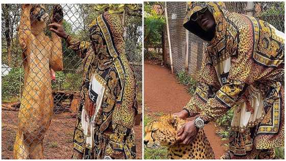 Freedom Jacob Caesar’s two pet tigers to be removed from Wonda World Estates – Police