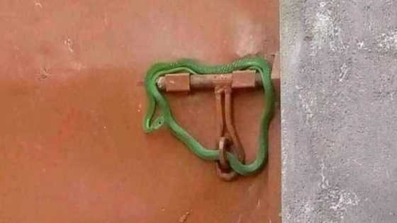Landlord locks doors of tenants who owe him with live snake for not paying their rents for 2 months